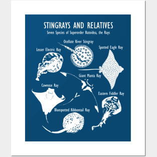 Stingray Species: Manta Ray, River Stingray, and More (in white) Posters and Art